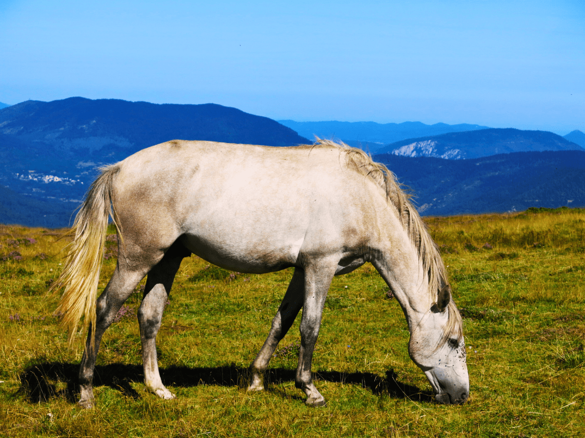 Natanga en estive au Dourmidou été 2025.