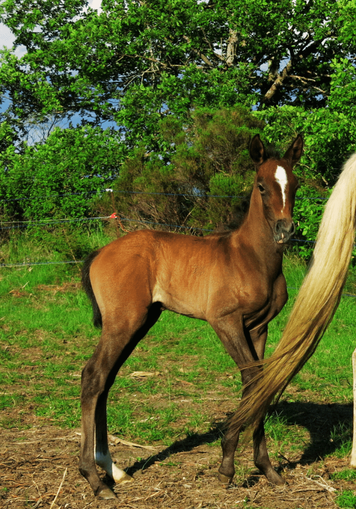 Pimento des Chevauchées Sauvages