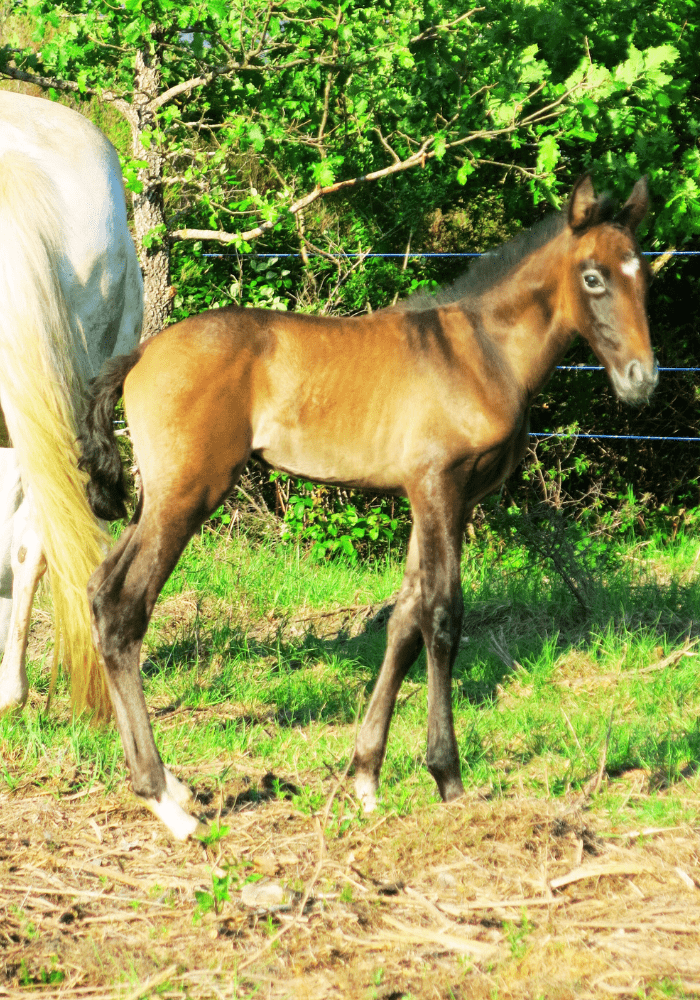 Vasco des Chevauchées Sauvages